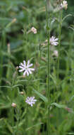 Image of night-flowering campion