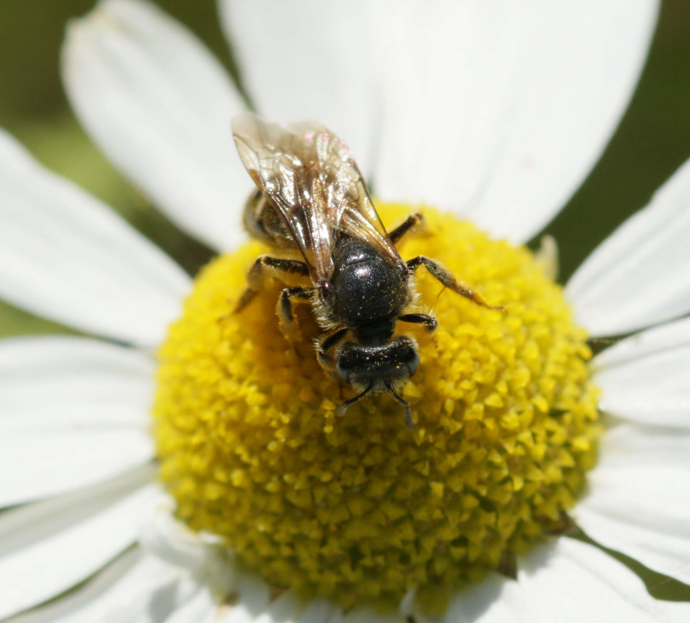 Plancia ëd Lasioglossum calceatum (Scopoli 1763)