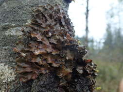 Image of Peltigera neckeri