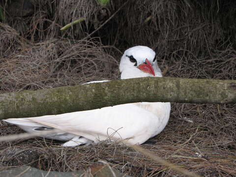 Image of Red-tailed Tropicbird