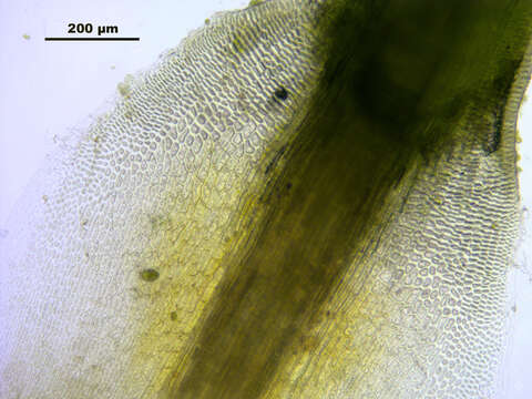 Image of Polytrichum moss