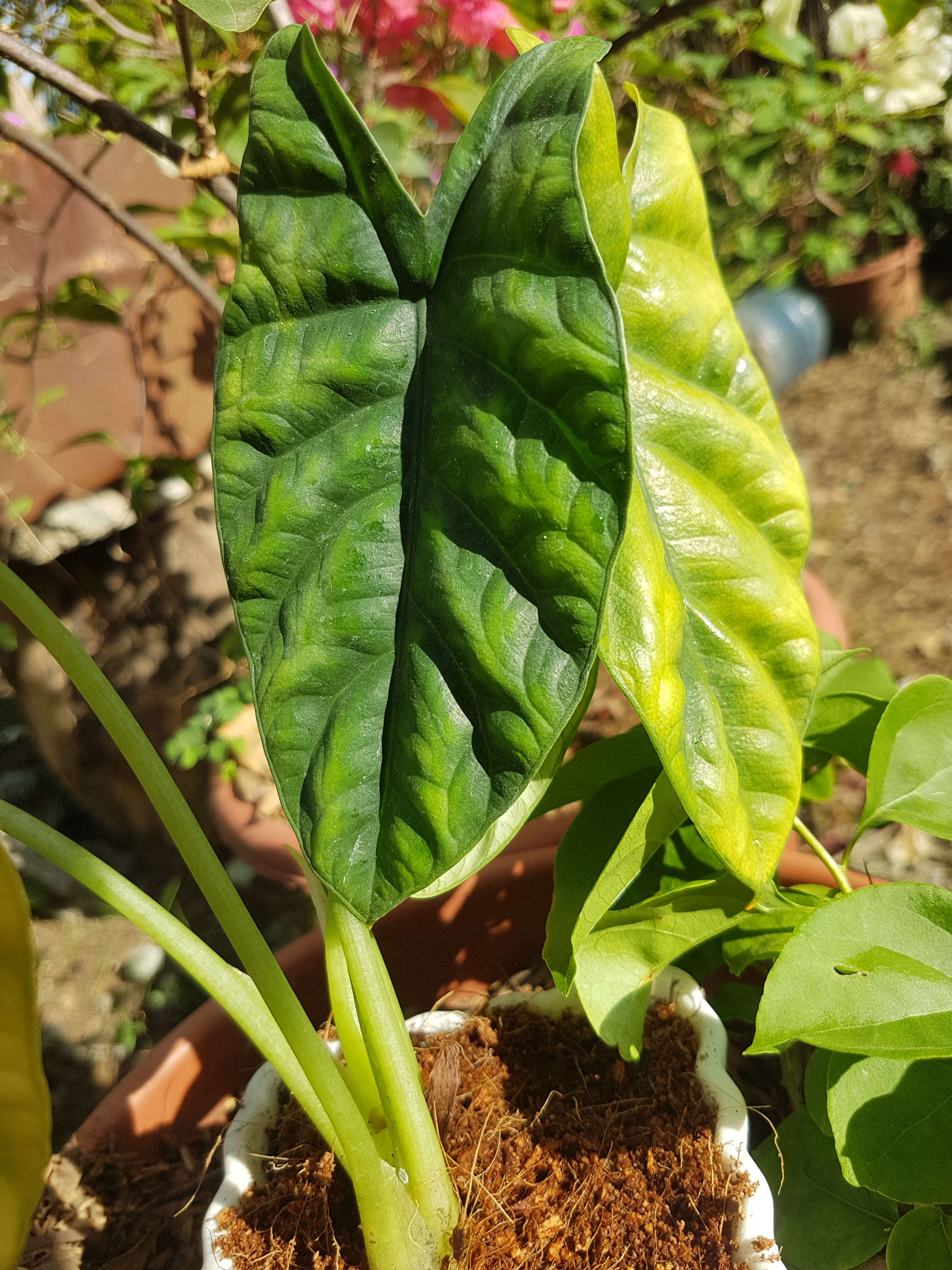 Image of Alocasia Quilted Dreams