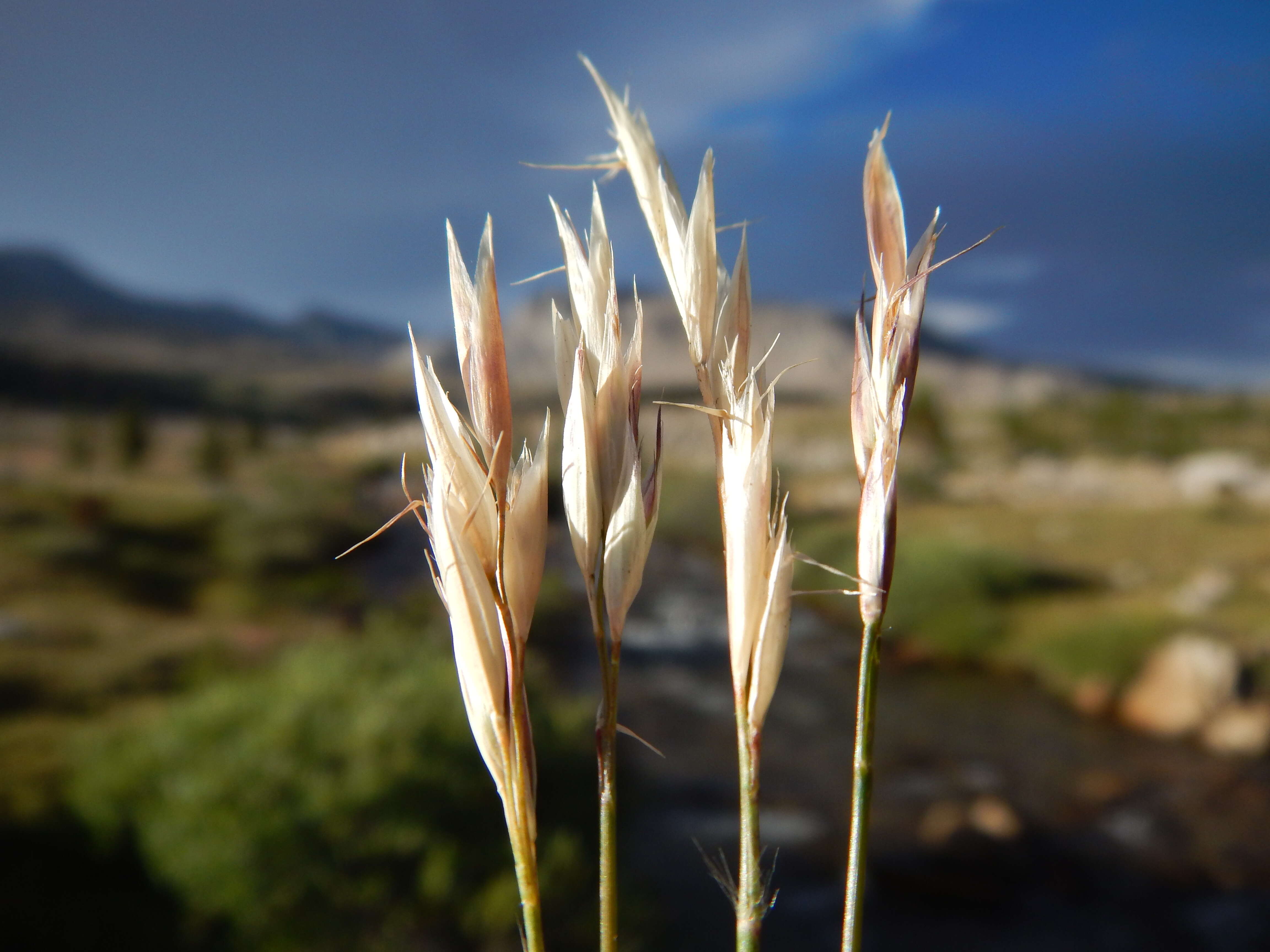 Image de Danthonia intermedia Vasey