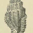 Imagem de Hemilienardia contortula (G. Nevill & H. Nevill 1875)