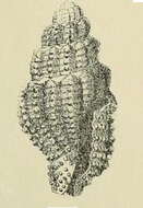 Image de Hemilienardia contortula (G. Nevill & H. Nevill 1875)