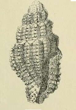 Image de Hemilienardia contortula (G. Nevill & H. Nevill 1875)