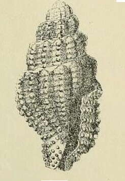 Image of Hemilienardia contortula (G. Nevill & H. Nevill 1875)