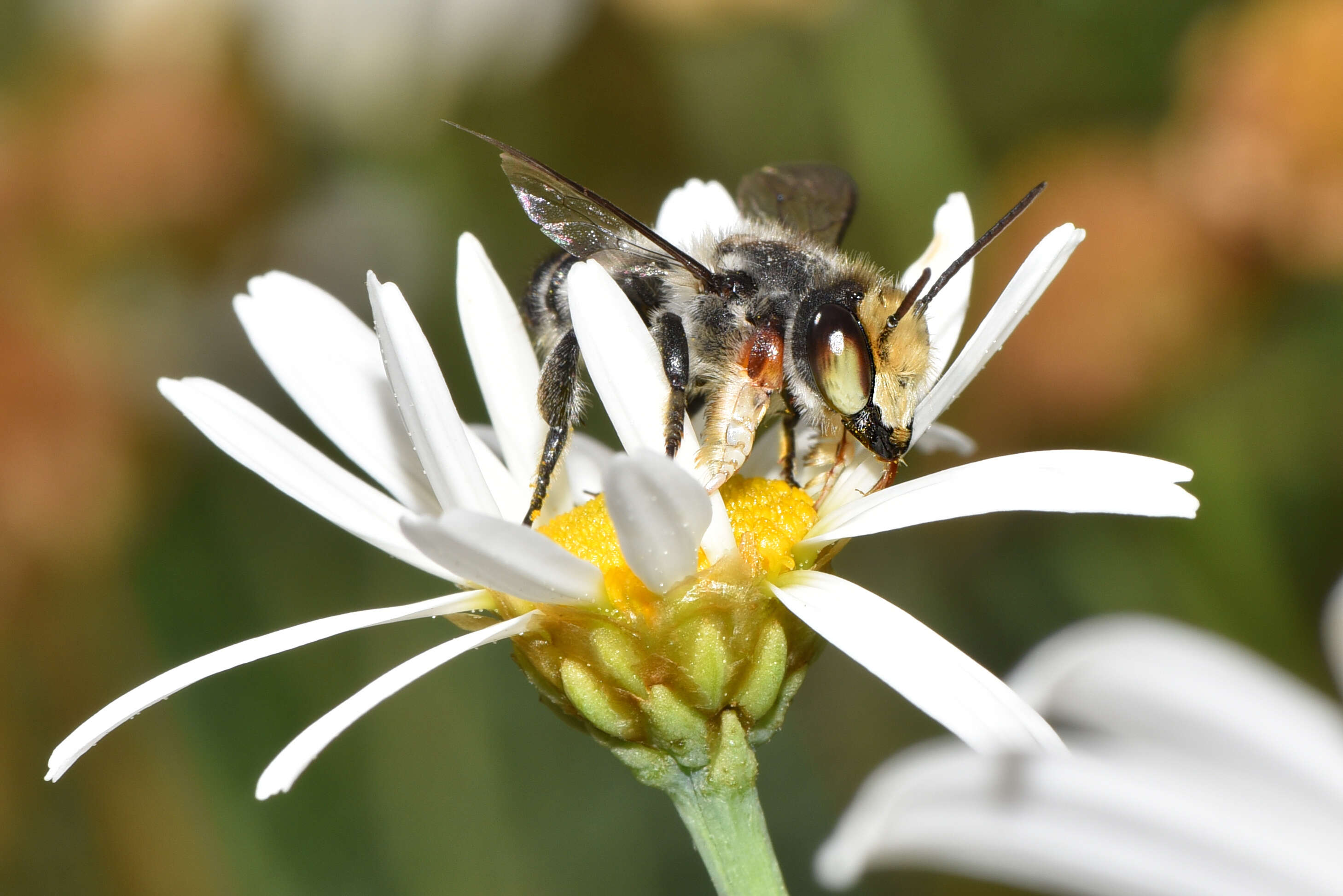 Image of Megachile chrysopyga Smith 1853