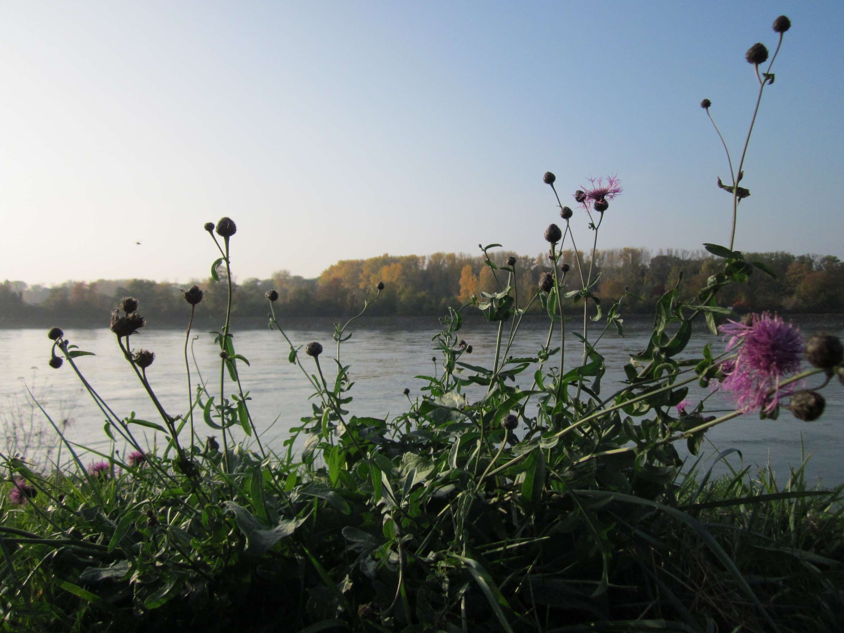 Centaurea scabiosa L. resmi