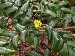 Image of Hollyleaved barberry