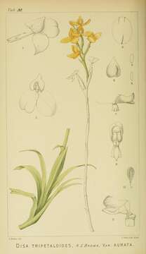 Image of Disa aurata (Bolus) L. T. Parker & Koop.