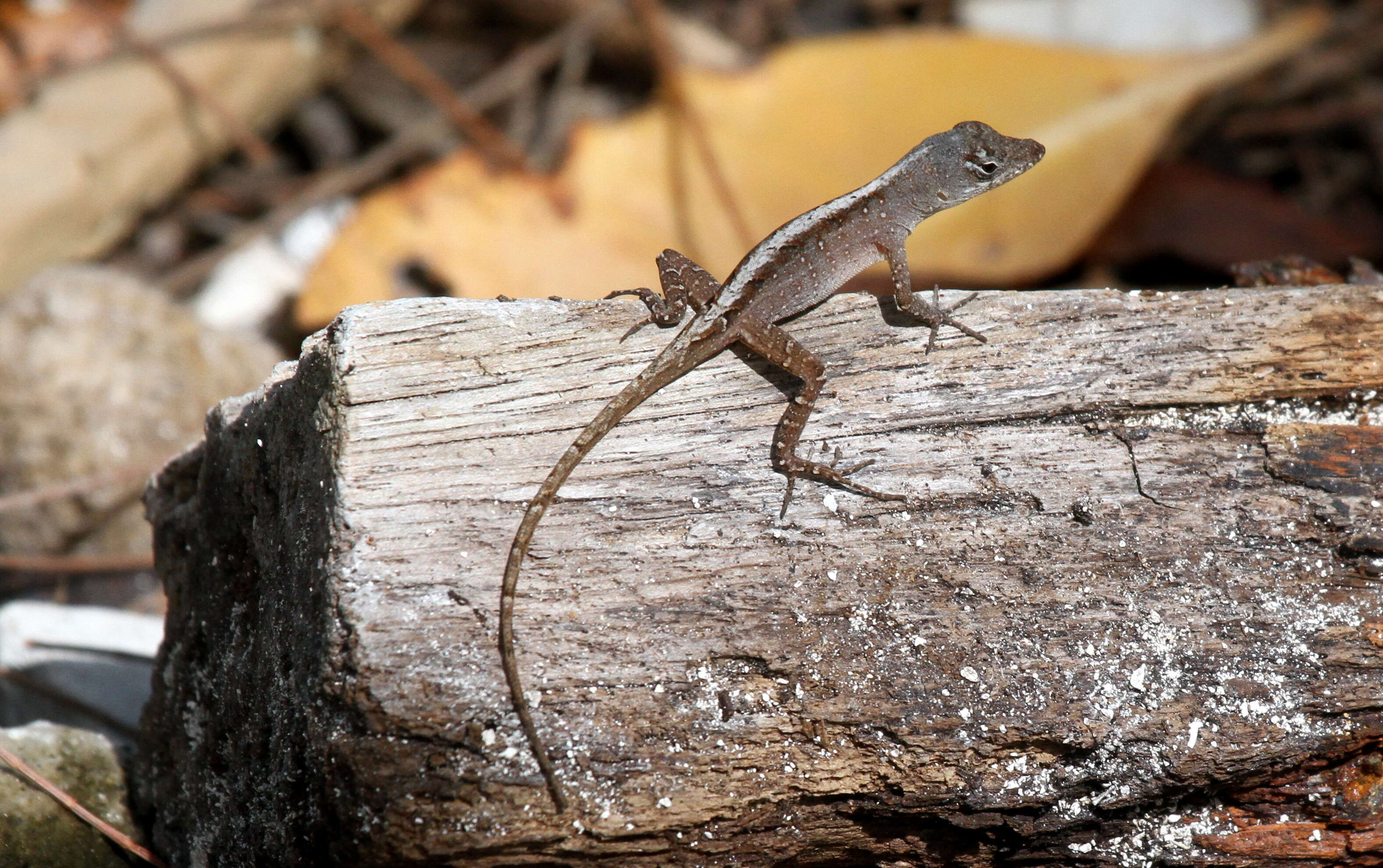 Image of Bahaman brown anole