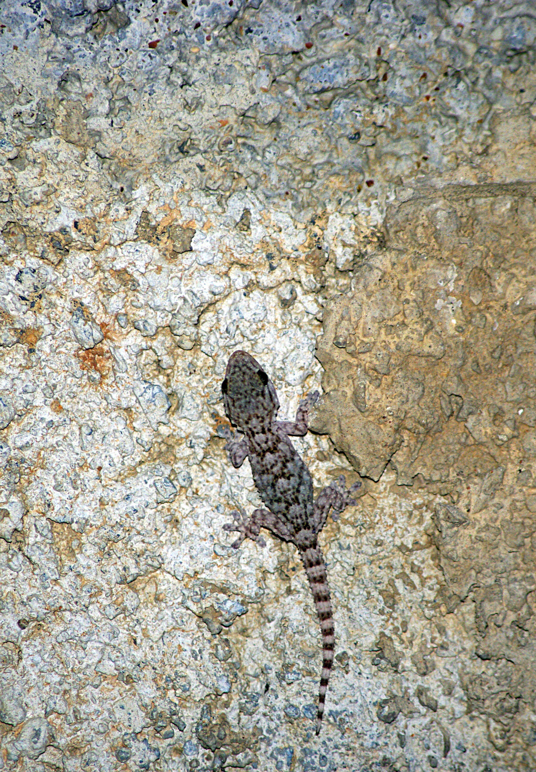 Image of Common Wall Gecko