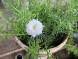 Image of Moss-rose Purslane