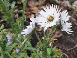 Image of Berkheya purpurea (DC.) Benth. & Hook. fil. ex Mast.