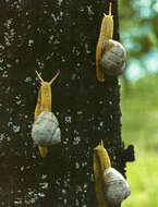 Image of Burgundy snail