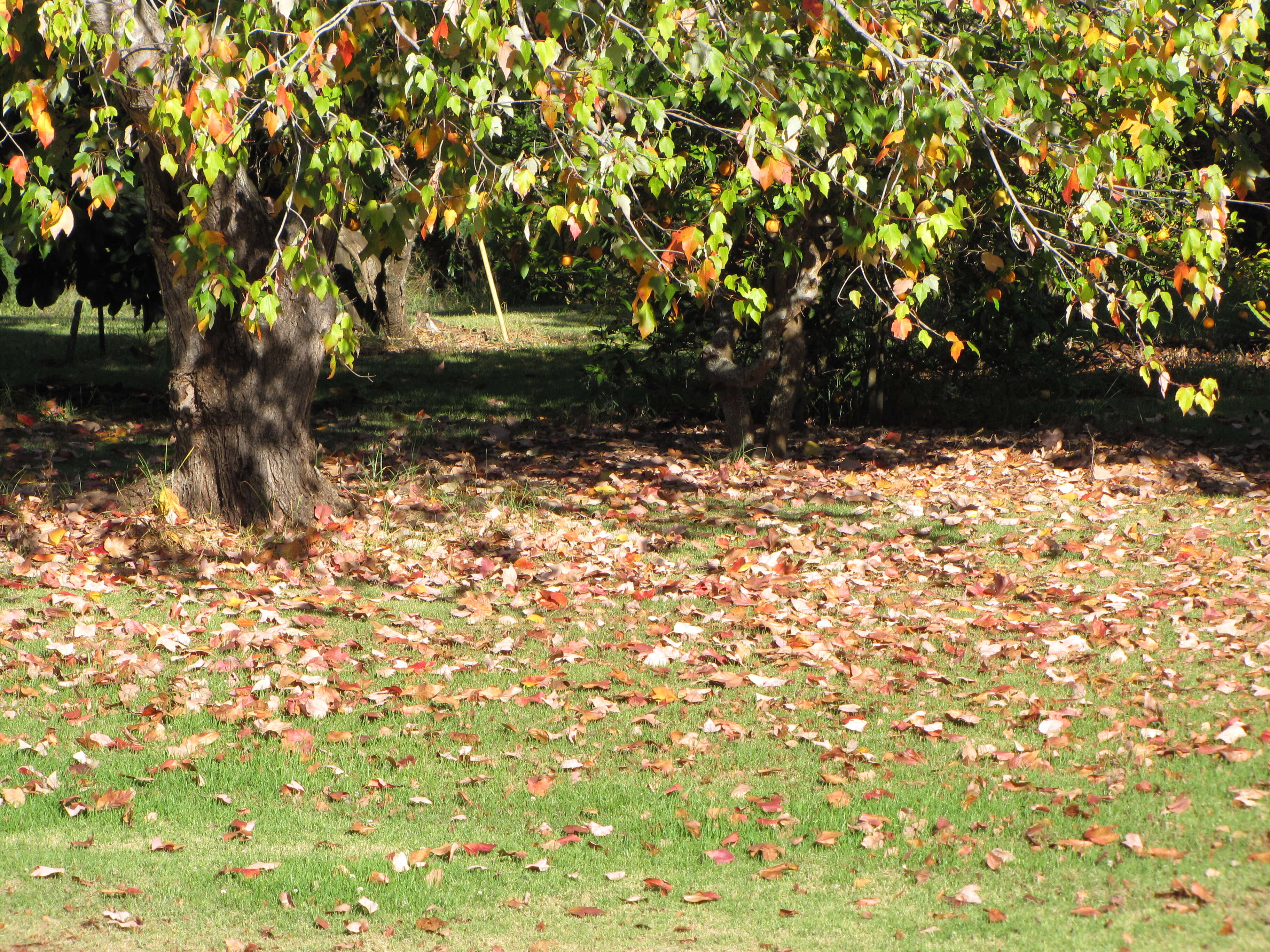 Image of three-toothed maple