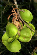 Image of Hottentot's Bean