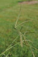 Image of Indian goosegrass