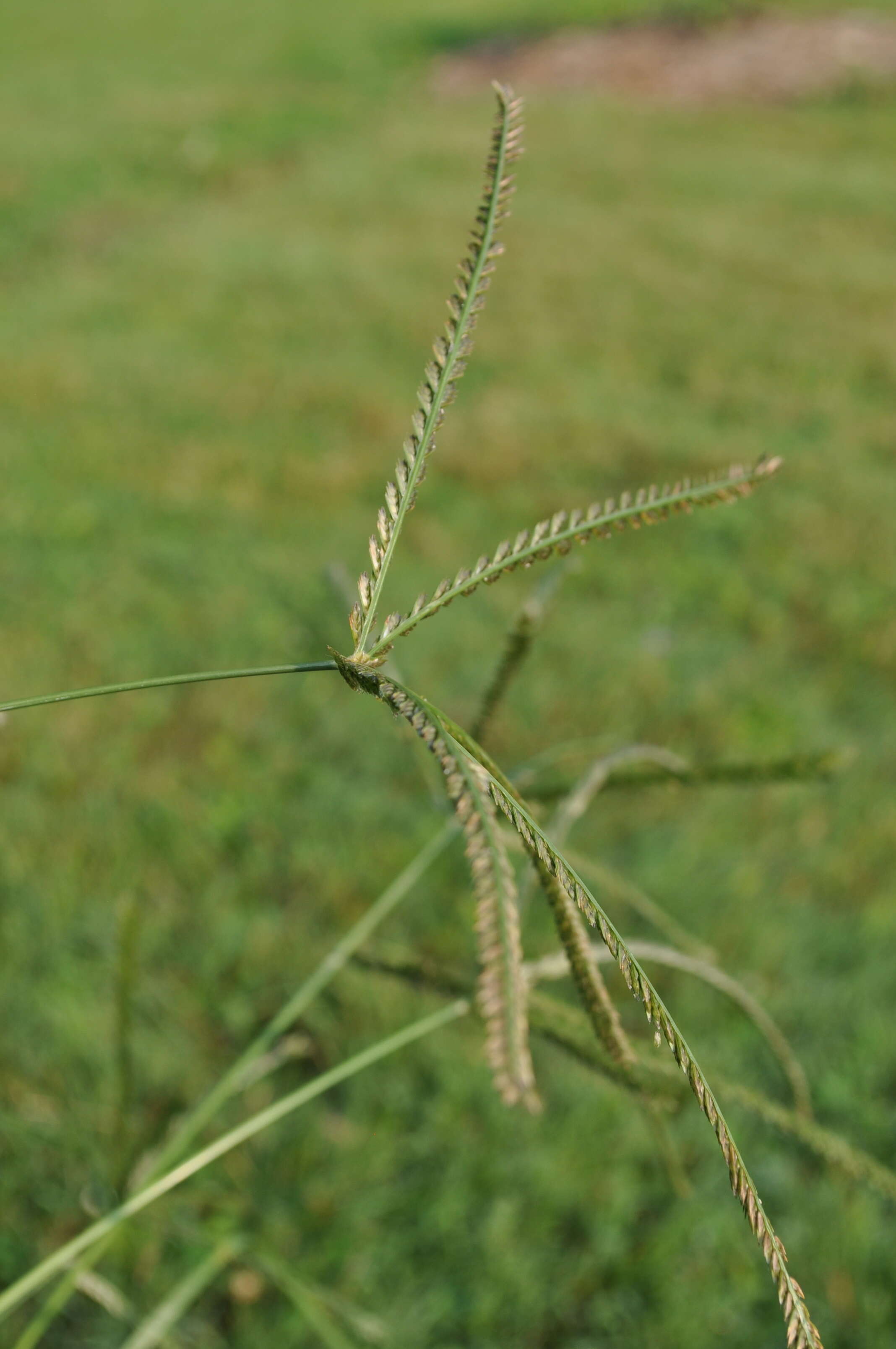 Plancia ëd Eleusine indica (L.) Gaertn.