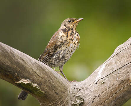 Image of Fieldfare