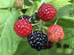 Image of black raspberry