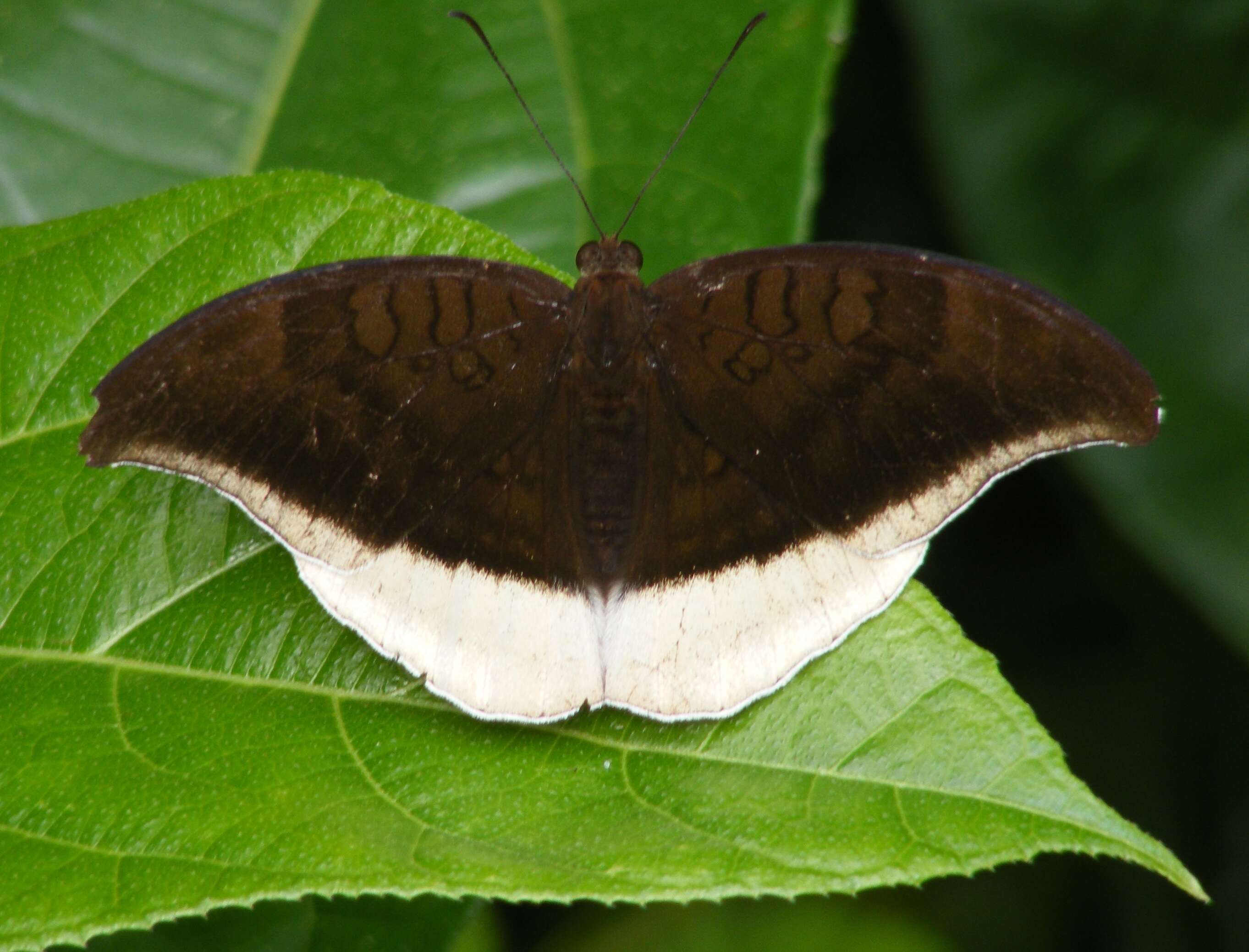 Image of Tanaecia lepidea Butler 1868