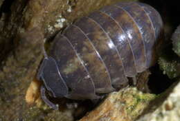 Image of Pill woodlouse