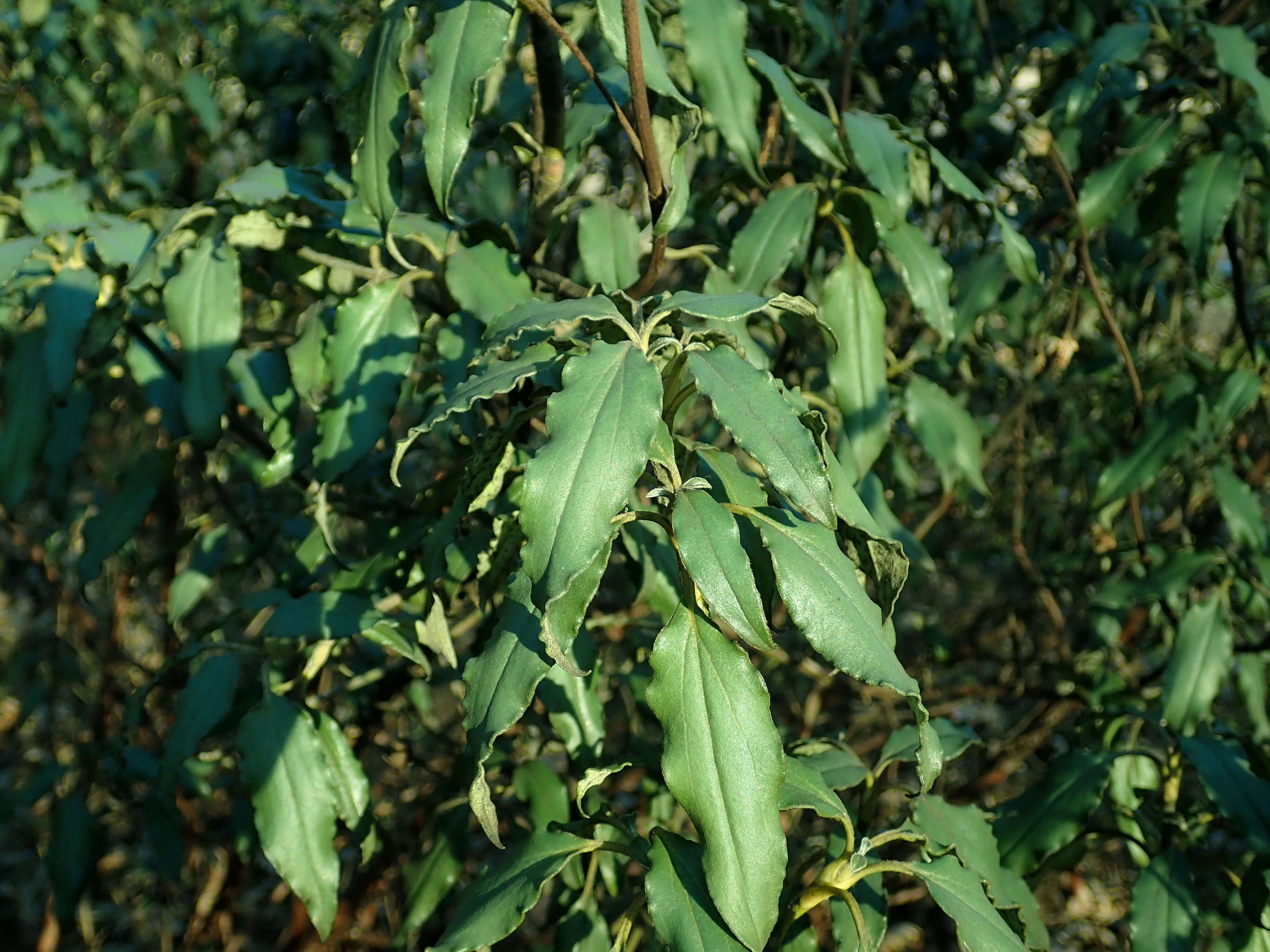 Imagem de Cistus laurifolius L.