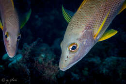 Image of Dogtooth Snapper