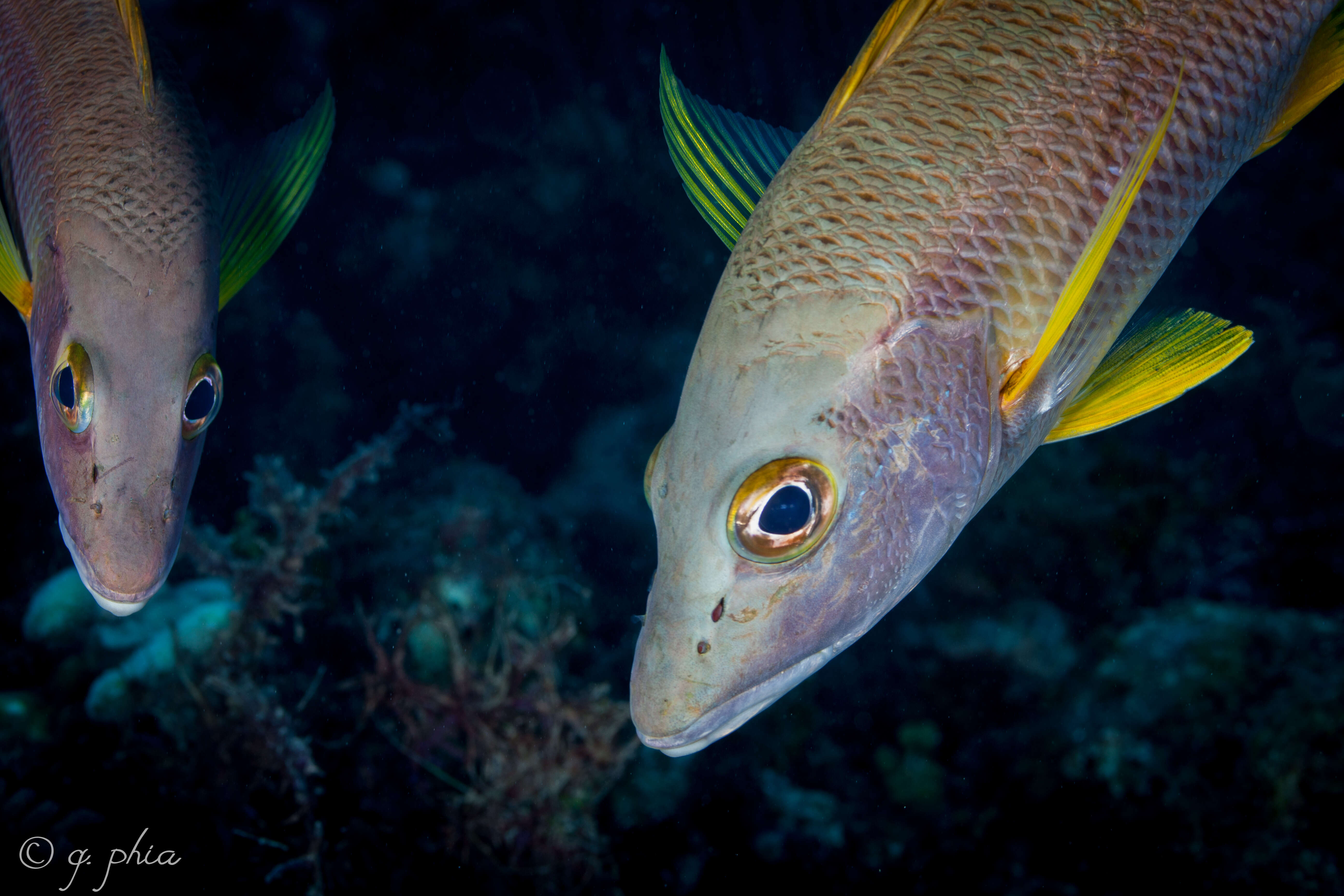 Image of Dogtooth Snapper