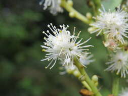 Image of Symplocos cochinchinensis (Lour.) Moore