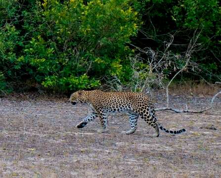 Image of Sri Lankan leopard