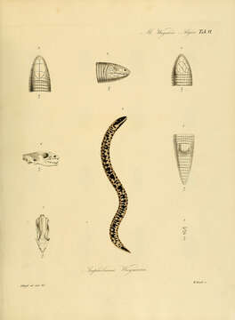 صورة Trogonophis Kaup 1830