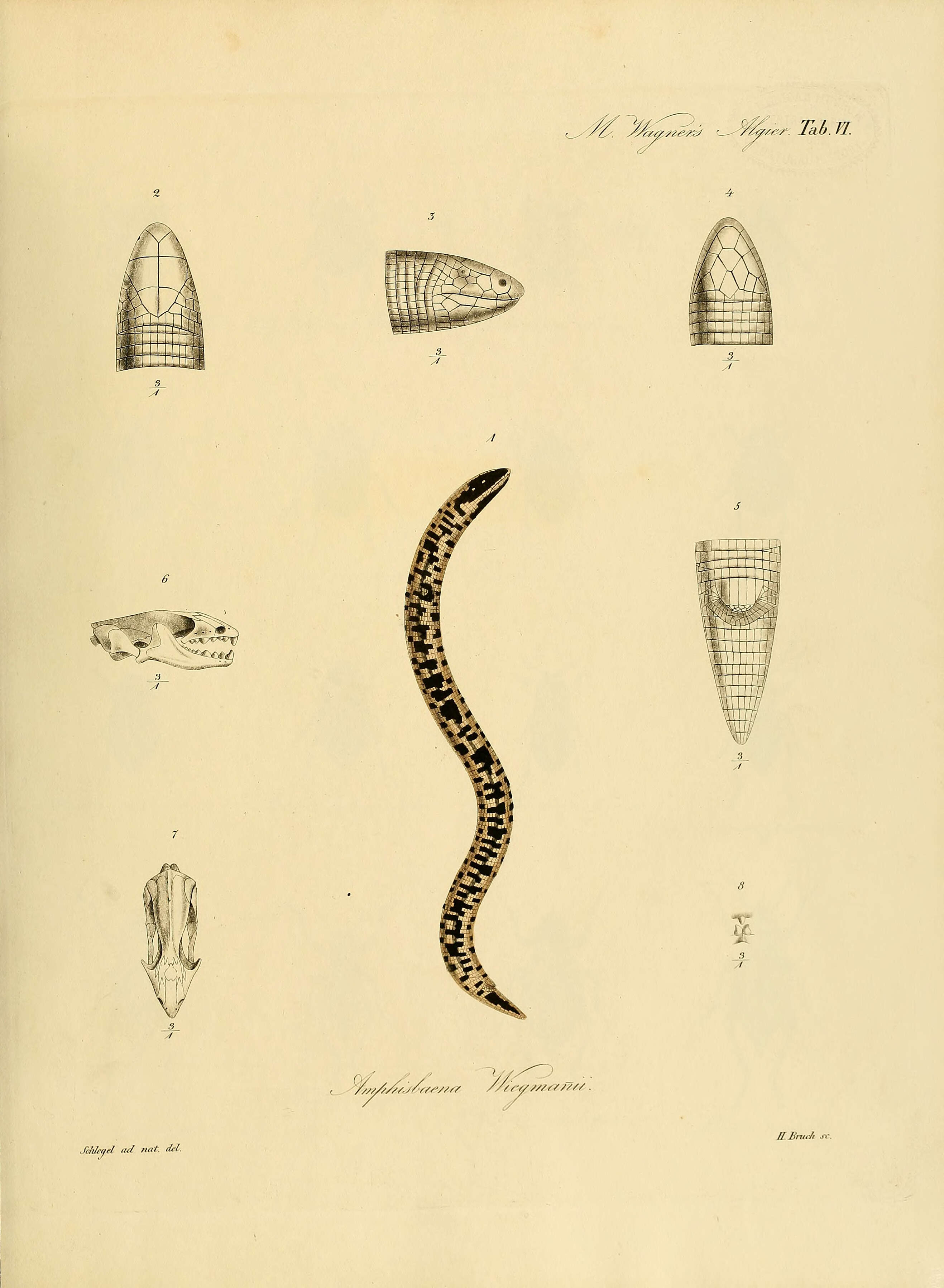 صورة Trogonophis wiegmanni Kaup 1830
