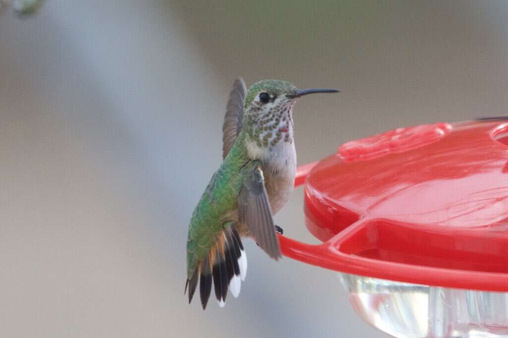 Image de Colibri roux