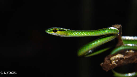 Image of Green Parrot Snake