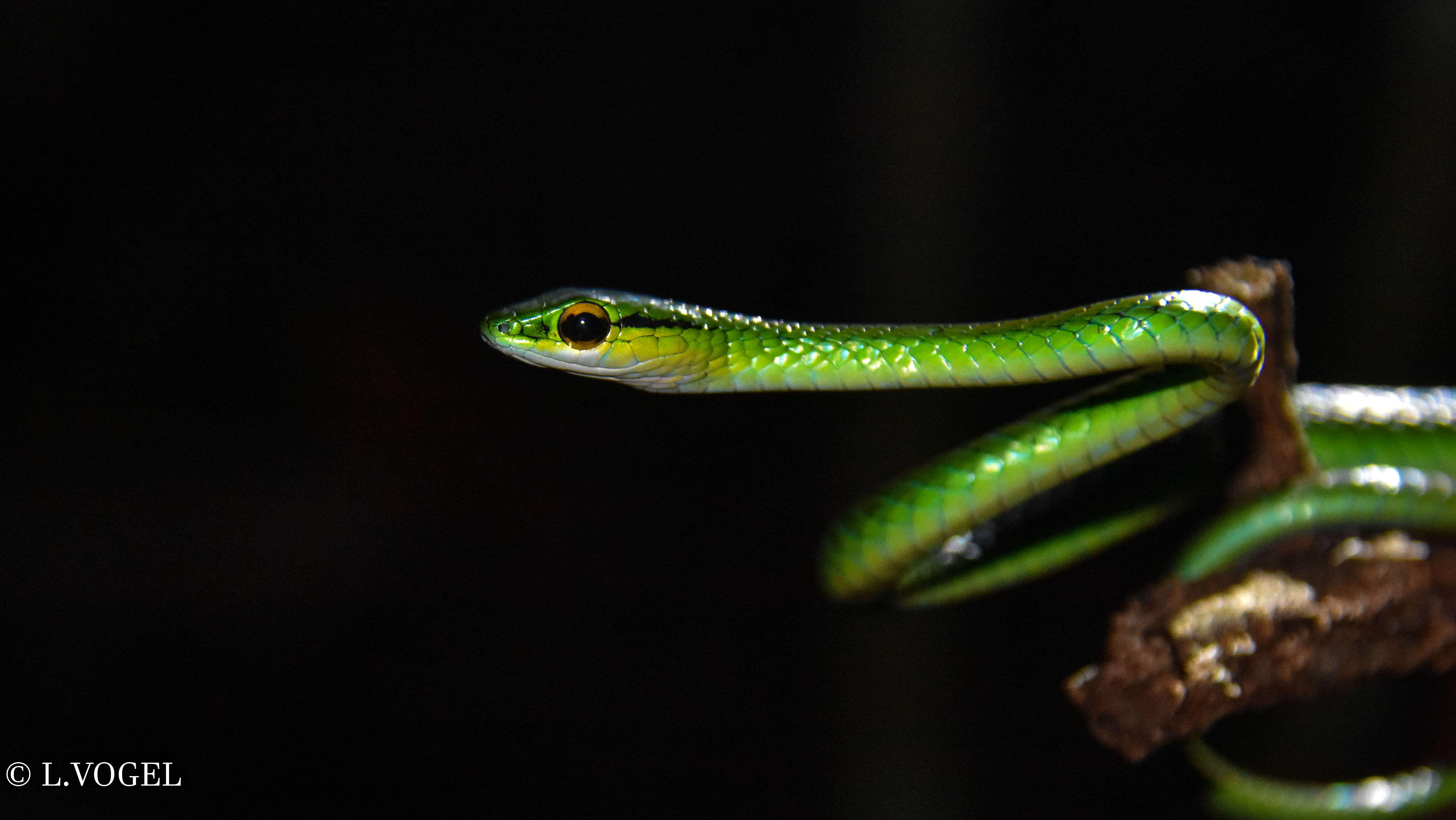 Image of Green Parrot Snake