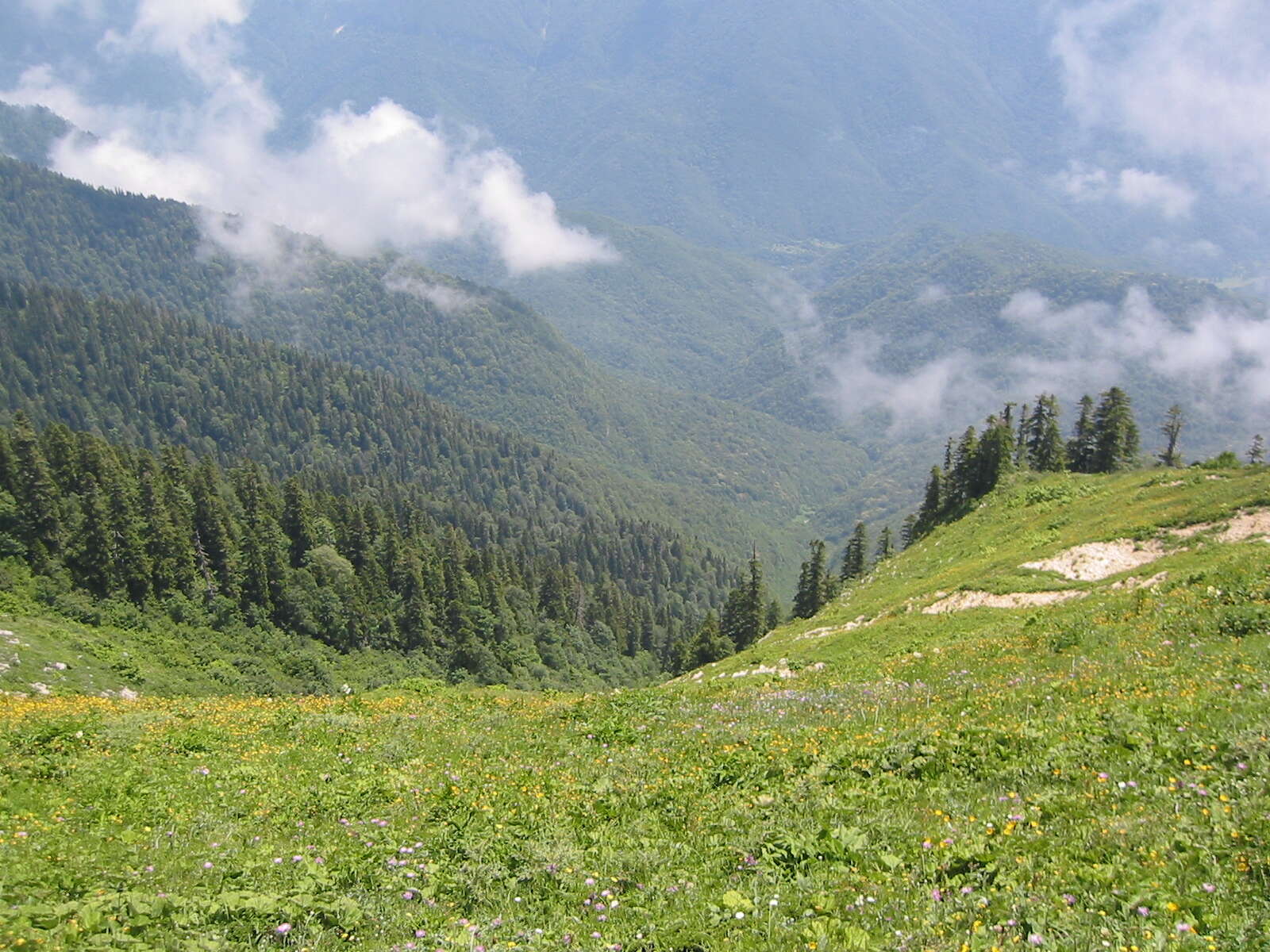 Image of Caucasian Spruce