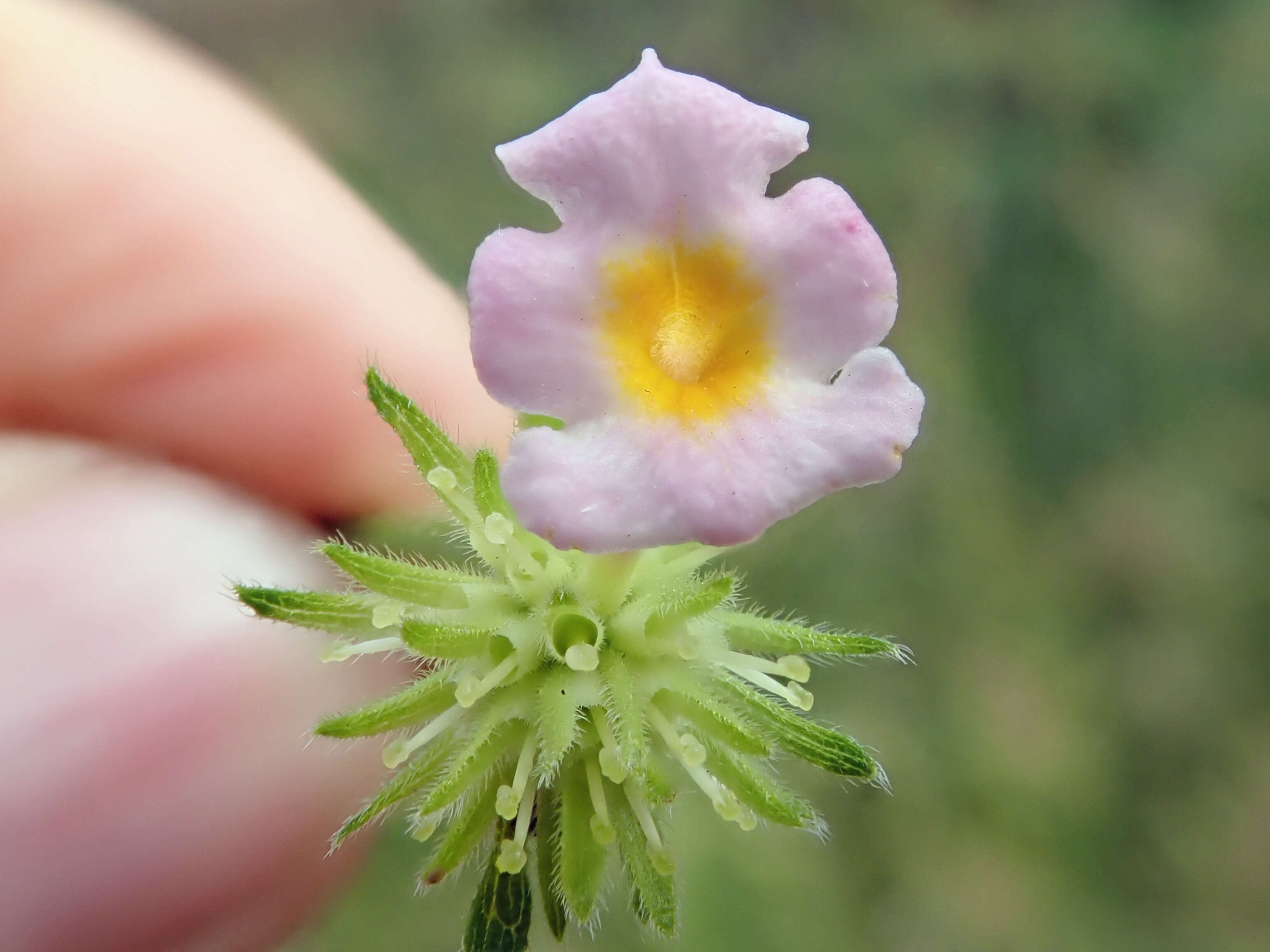 Image of lantana