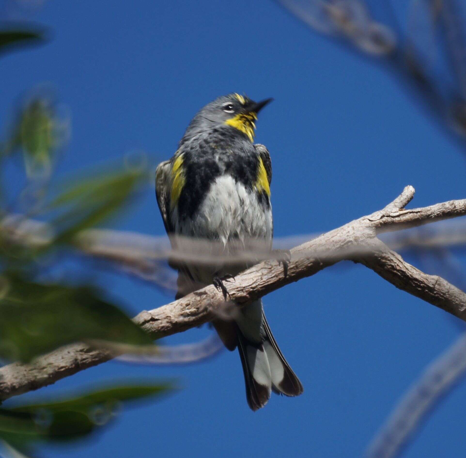 Imagem de Setophaga auduboni (Townsend & JK 1837)