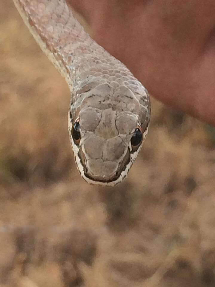 Imagem de Psammophis subtaeniatus Peters 1882