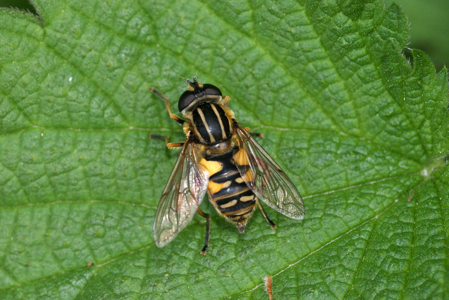 Image of Marsh Hoverfly