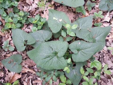 Image of tuberous Jerusalem sage