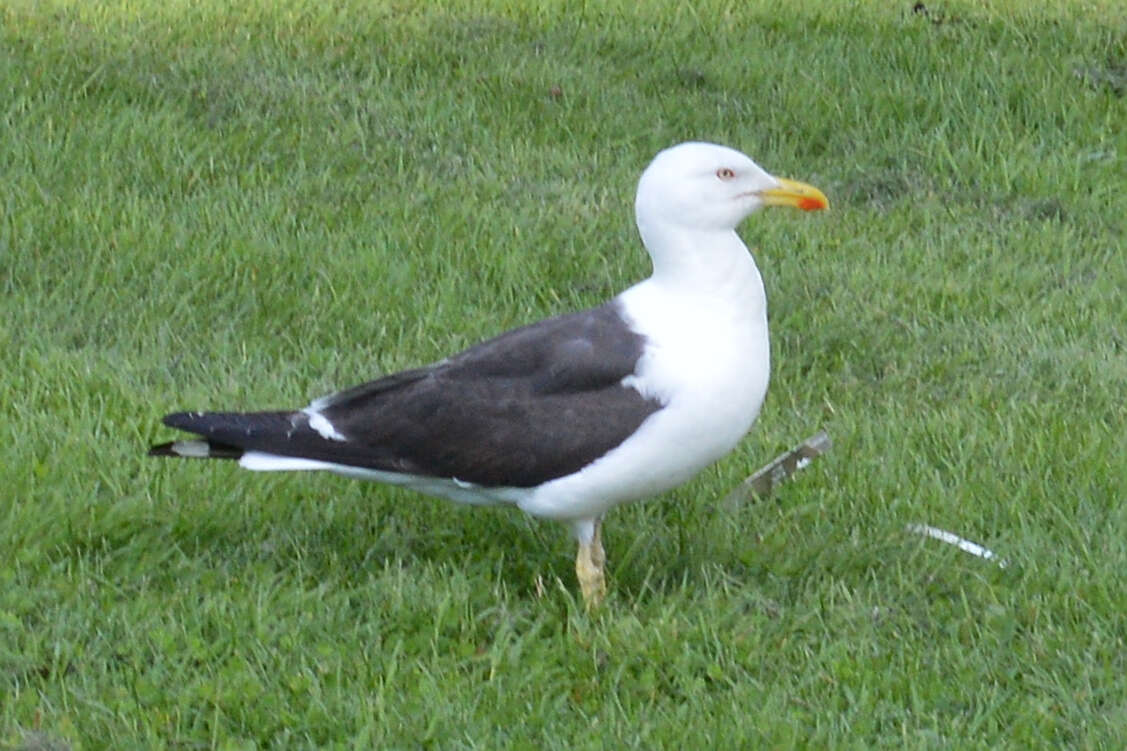 Image of Lesser Black-backed Gull