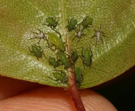 Image of Aphid