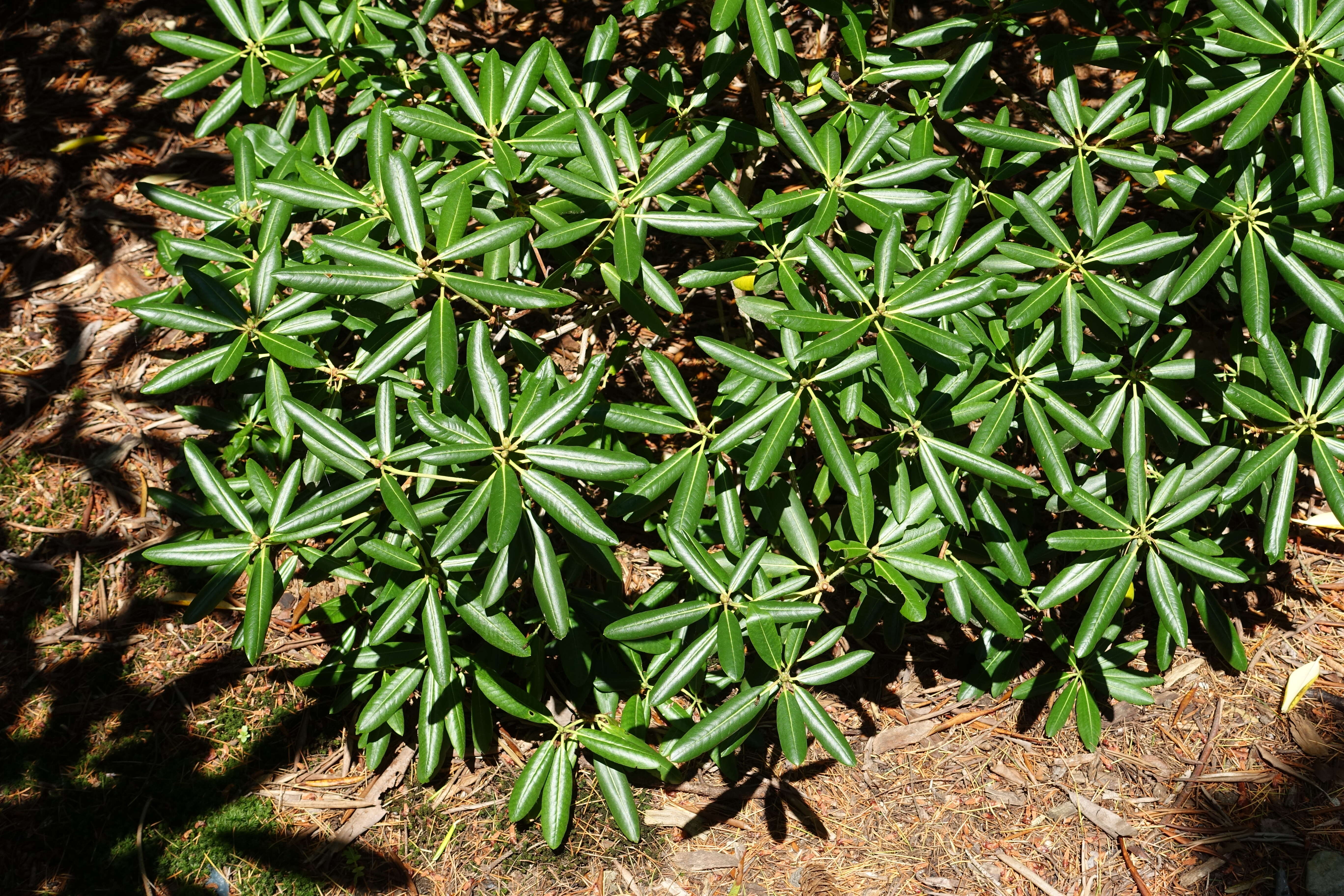 صورة Rhododendron oreodoxa Franch.