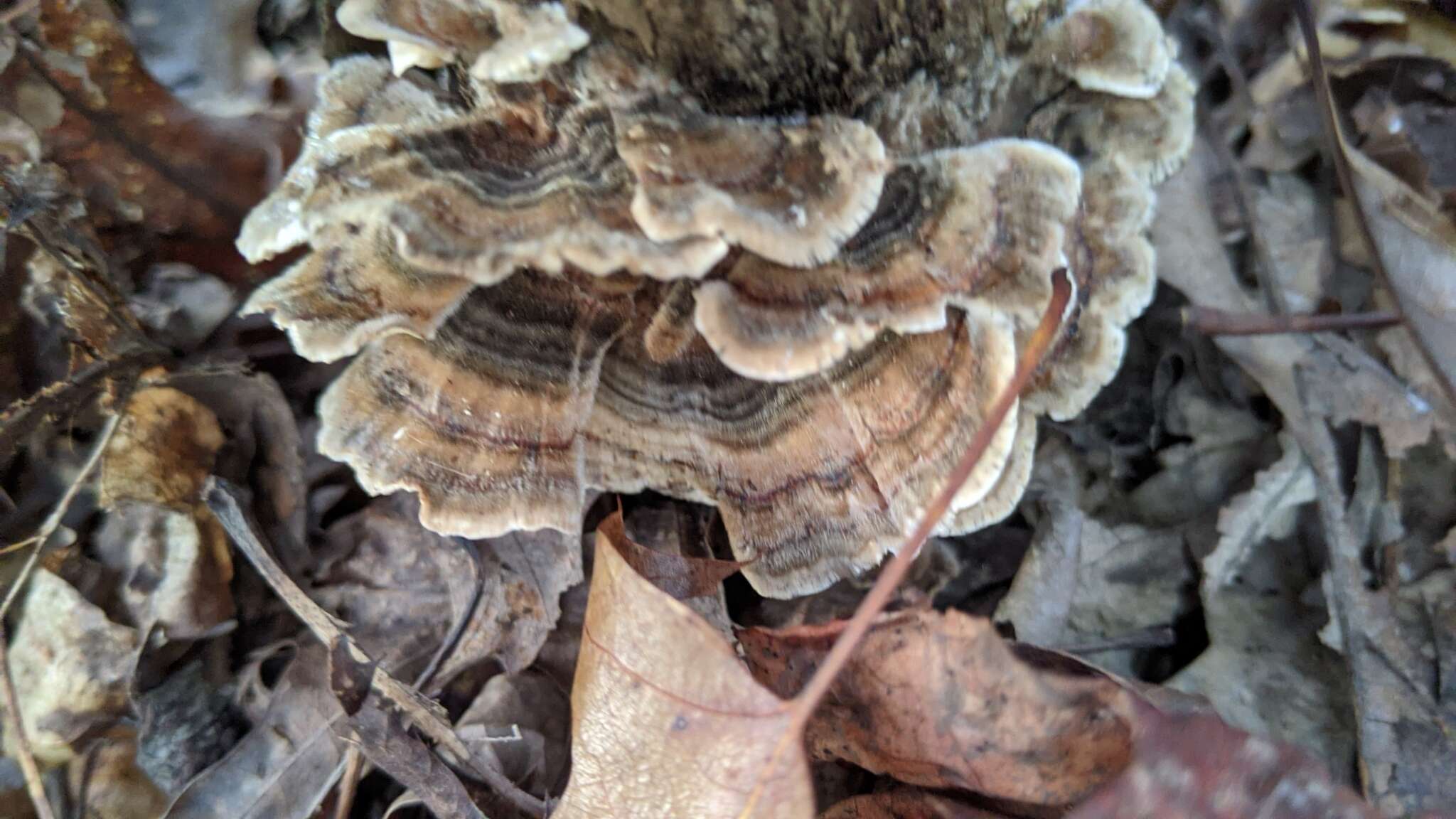 Image of Turkey Tail