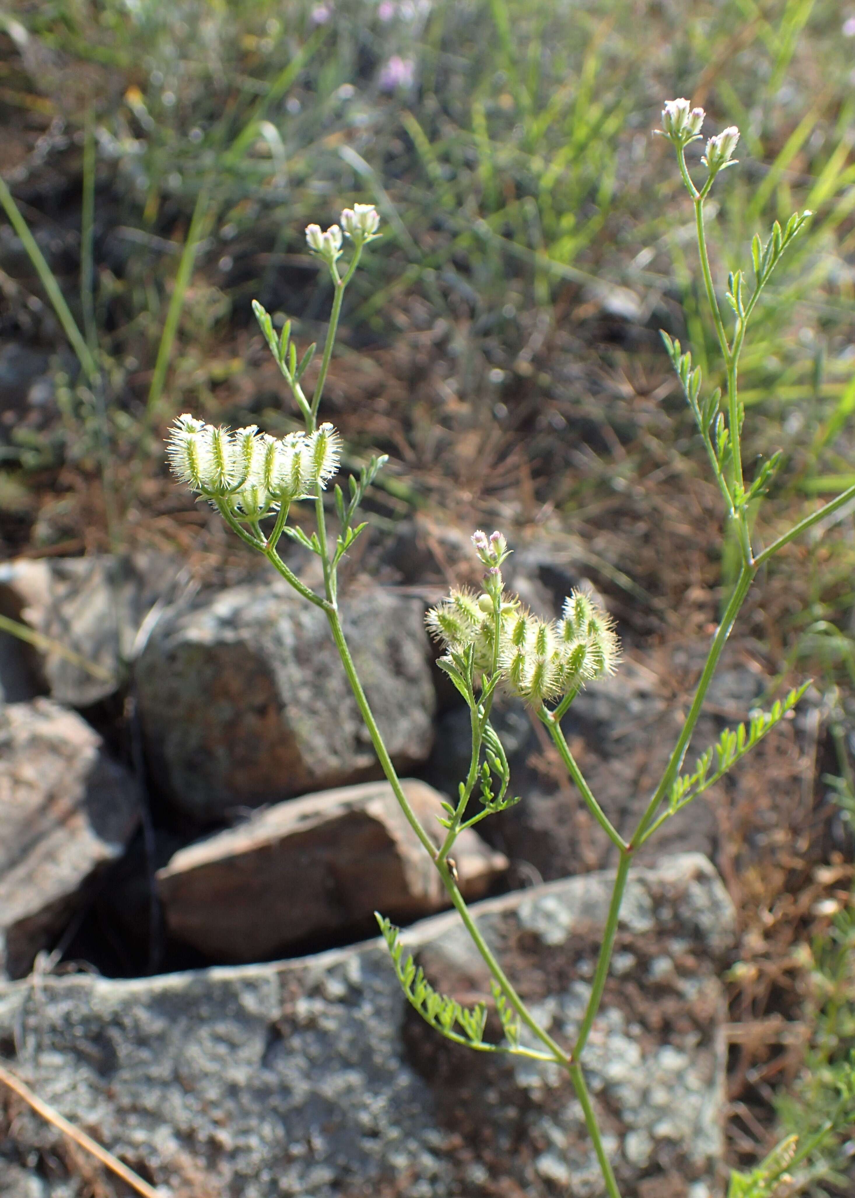 Imagem de Torilis leptophylla (L.) Rchb. fil.