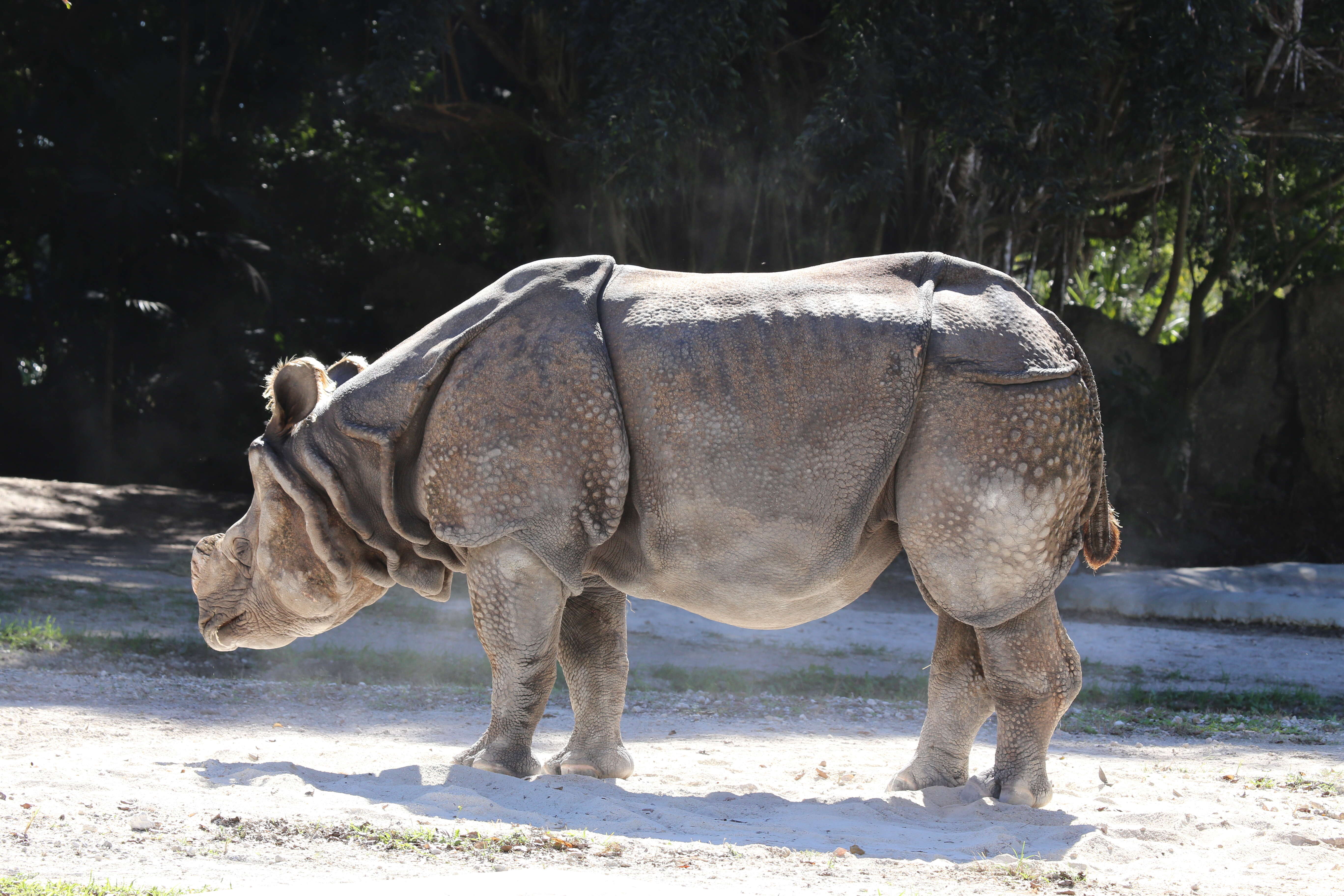 Image of Indian Rhinoceros